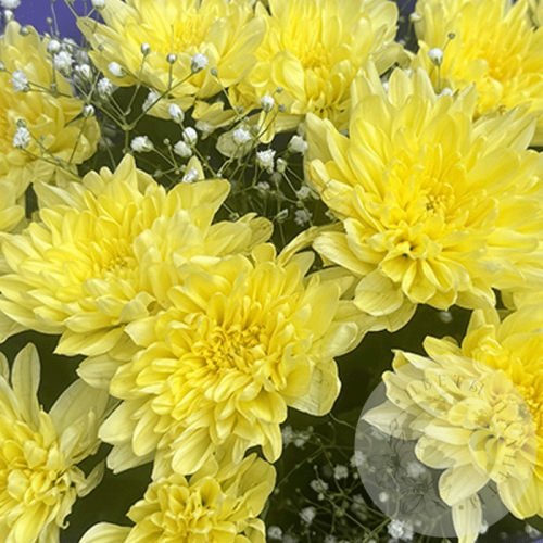 Букет из хризантем и гипсофил в магазине Цветы Планеты