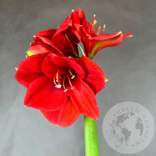 Амариллис красный в магазине Цветы Планеты