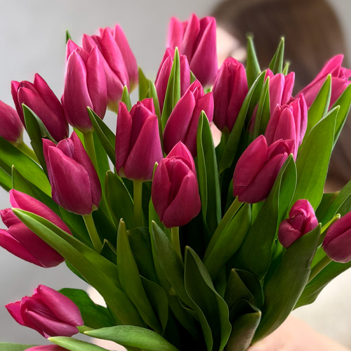Букет из 25 ярко-розовых тюльпанов в магазине Цветы Планеты