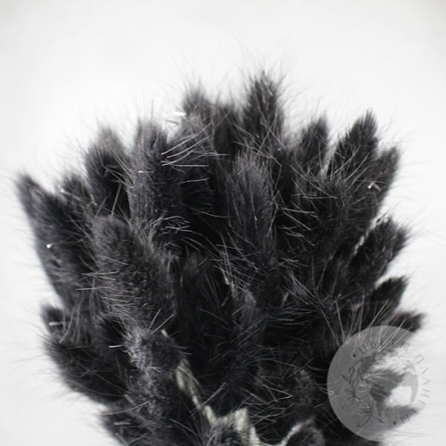 Лагурус сухоцвет черно-зеленый в магазине Цветы Планеты