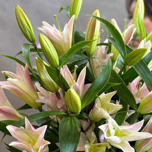 Монобукет из лилий в магазине Цветы Планеты