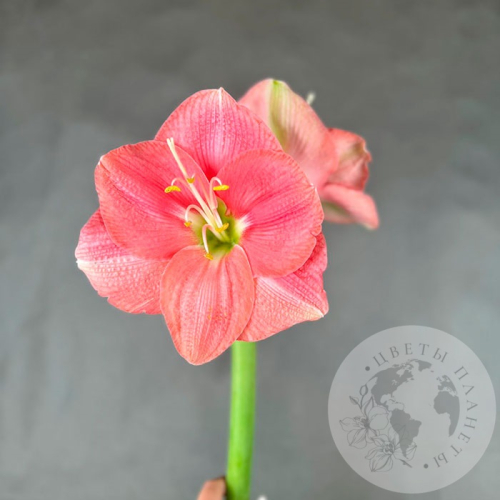 Амариллис розовый в магазине Цветы Планеты