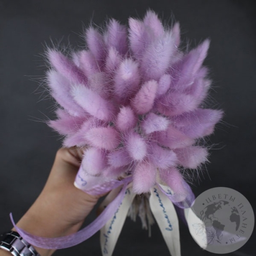 Лагурус сухоцвет пурпурный в магазине Цветы Планеты