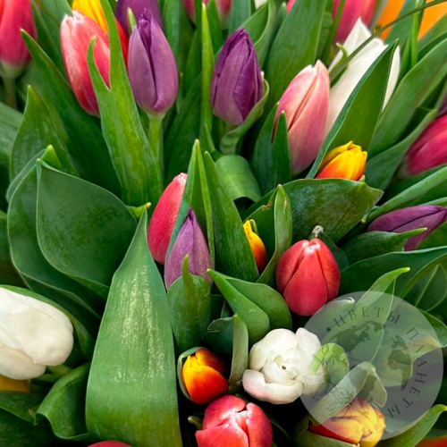 Букет 51 тюльпан микс в магазине Цветы Планеты