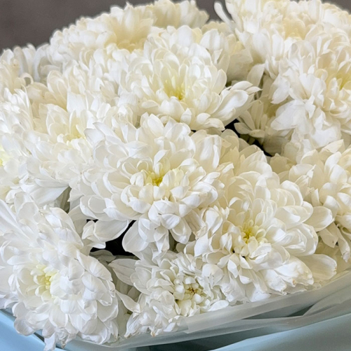 Монобукет из кустовой хризантемы в магазине Цветы Планеты