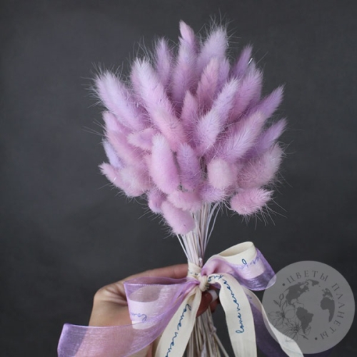 Лагурус сухоцвет пурпурный в магазине Цветы Планеты