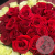 Букет из 51 эквадорской розы в магазине Цветы Планеты Букет из 51 эквадорской розы в магазине Цветы Планеты
