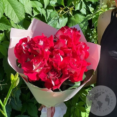 9 красно-белых вывернутых роз