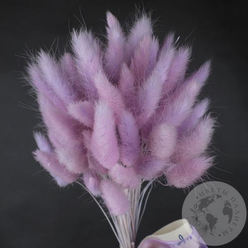 Лагурус сухоцвет пурпурный в магазине Цветы Планеты