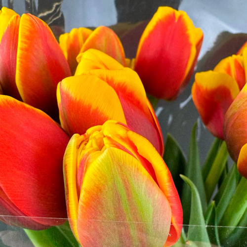 11 красно-желтых пионовидных тюльпанов в магазине Цветы Планеты
