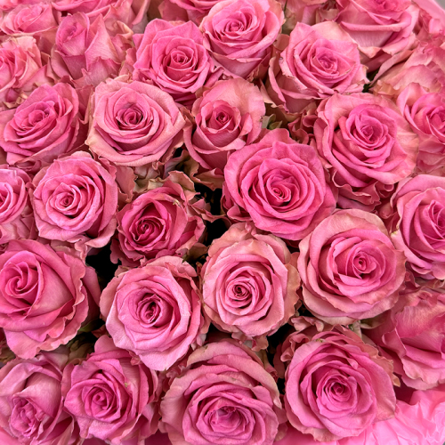Букет розовых роз Эквадор 25 шт. 50 см. в магазине Цветы Планеты