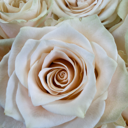 Букет из кремовых роз Эквадор 51 шт. 60 см. в магазине Цветы Планеты