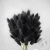 Лагурус сухоцвет черно-зеленый в магазине Цветы Планеты
