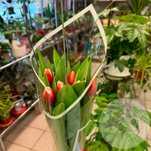 Букет из 7 тюльпанов красно-белых в магазине Цветы Планеты