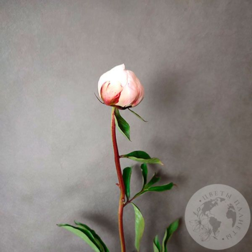 Пион нежно-розовый российский в магазине Цветы Планеты