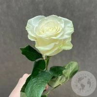 Роза белая 70 см. в магазине Цветы Планеты