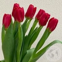 7 тюльпанов красных в магазине Цветы Планеты