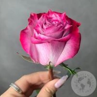 Роза фиолетово-розовая 70 см. в магазине Цветы Планеты