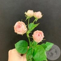 Кустовая пионовидная роза 50 см. в магазине Цветы Планеты