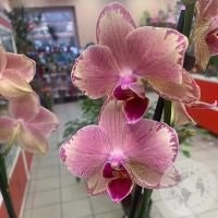 Орхидея комнатная темно-розовая