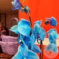 Орхидея краш синяя в магазине Цветы Планеты