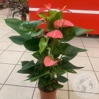 Антуриум или Мужское счастье купить недорого в Москве с быстрой ...