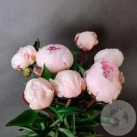 7 пионов нежно-розовых российских в магазине Цветы Планеты