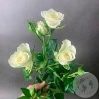 Кустовая роза белая в магазине Цветы Планеты