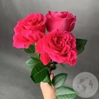3 розы фуксия 50 см. в магазине Цветы Планеты