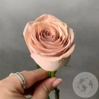 Роза бежево-розовая 40 см. в магазине Цветы Планеты