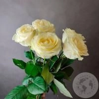 5 роз белых 50 см. в магазине Цветы Планеты