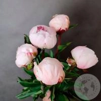 5 пионов нежно-розовых российских в магазине Цветы Планеты