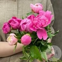 7 пионов розовых российских в магазине Цветы Планеты