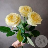 3 розы белые 50 см. в магазине Цветы Планеты
