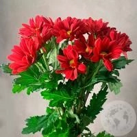 5 Хризантем кустовых красных в магазине Цветы Планеты