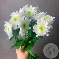 3 Хризантемы кустовых бело-зеленых