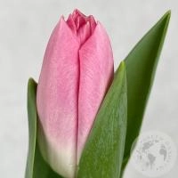 Тюльпан розовый в магазине Цветы Планеты
