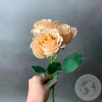 Кустовая пионовидная роза бежевая в магазине Цветы Планеты