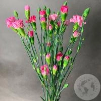 5 розовых кустовых гвоздик в магазине Цветы Планеты