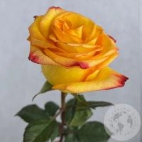 Роза оранжевая 60 см. в магазине Цветы Планеты