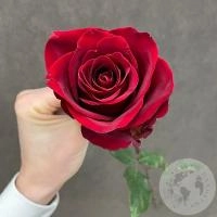 Роза красная 90 см. в магазине Цветы Планеты