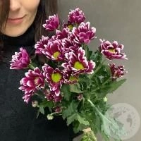 3 Хризантемы кустовых фиолетовых