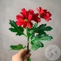 Хризантема кустовая красная