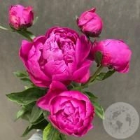 5 пионов розовых в магазине Цветы Планеты
