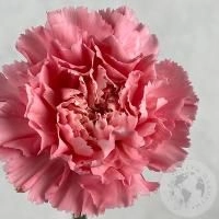 Гвоздика розовая в магазине Цветы Планеты