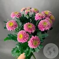 5 Хризантем кустовых розовых в магазине Цветы Планеты
