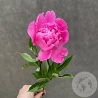 Пион розовый российский в магазине Цветы Планеты