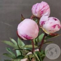 3 пиона розовых (Голландия)