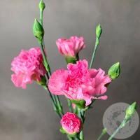 Гвоздика кустовая розовая в магазине Цветы Планеты