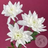 Хризантема кустовая белая